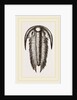 Paradoxoides Tessini by Anonymous