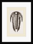 Paradoxoides Tessini by Anonymous