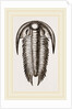Paradoxoides Tessini by Anonymous