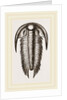 Paradoxoides Tessini by Anonymous