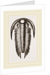 Paradoxoides Tessini by Anonymous