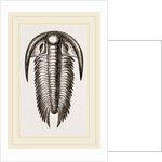 Paradoxoides Tessini by Anonymous