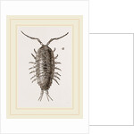 Ligia oceanica by Anonymous