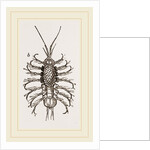 Asellus aquaticus by Anonymous