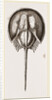 Limalus Nolucanus by Anonymous