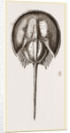 Limalus Nolucanus by Anonymous