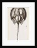 Limalus Nolucanus by Anonymous