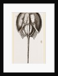Limalus Nolucanus by Anonymous