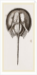 Limalus Nolucanus by Anonymous