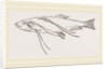 Lerneans on Sprat by Anonymous