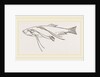 Lerneans on Sprat by Anonymous
