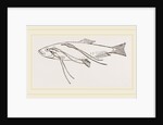 Lerneans on Sprat by Anonymous