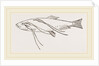 Lerneans on Sprat by Anonymous