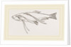 Lerneans on Sprat by Anonymous