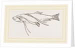 Lerneans on Sprat by Anonymous