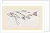 Lerneans on Sprat by Anonymous