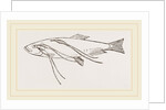 Lerneans on Sprat by Anonymous
