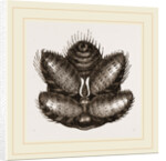 Spinnerets of Spider by Anonymous