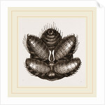 Spinnerets of Spider by Anonymous