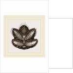 Spinnerets of Spider by Anonymous