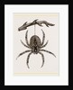 Garden Spider by Anonymous