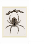 Garden Spider by Anonymous