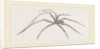 Long legged House-Spider by Anonymous