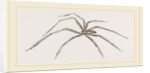 Long legged House-Spider by Anonymous