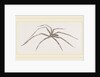 Long legged House-Spider by Anonymous