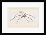 Long legged House-Spider by Anonymous