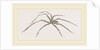 Long legged House-Spider by Anonymous