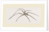 Long legged House-Spider by Anonymous