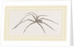 Long legged House-Spider by Anonymous
