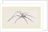 Long legged House-Spider by Anonymous