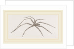 Long legged House-Spider by Anonymous