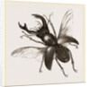 Stag Beetle, beetle in the family Lucanidae by Anonymous