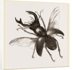 Stag Beetle, beetle in the family Lucanidae by Anonymous