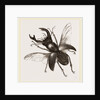 Stag Beetle, beetle in the family Lucanidae by Anonymous