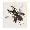 Stag Beetle, beetle in the family Lucanidae by Anonymous