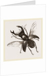 Stag Beetle, beetle in the family Lucanidae by Anonymous