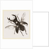 Stag Beetle, beetle in the family Lucanidae by Anonymous