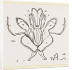 Parts of Mouth various Insects by Anonymous