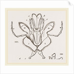 Parts of Mouth various Insects by Anonymous