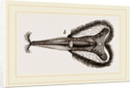 Mouth of Bee by Anonymous
