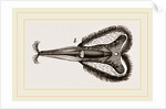 Mouth of Bee by Anonymous