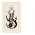 Head of Pee by Anonymous