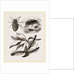 Apple-Aphis by Anonymous