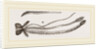 Sucker of Gnat by Anonymous