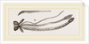 Sucker of Gnat by Anonymous