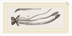 Sucker of Gnat by Anonymous
